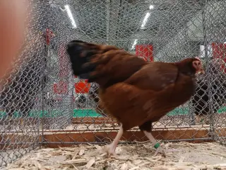 Dværg Sussex, både høner og haner