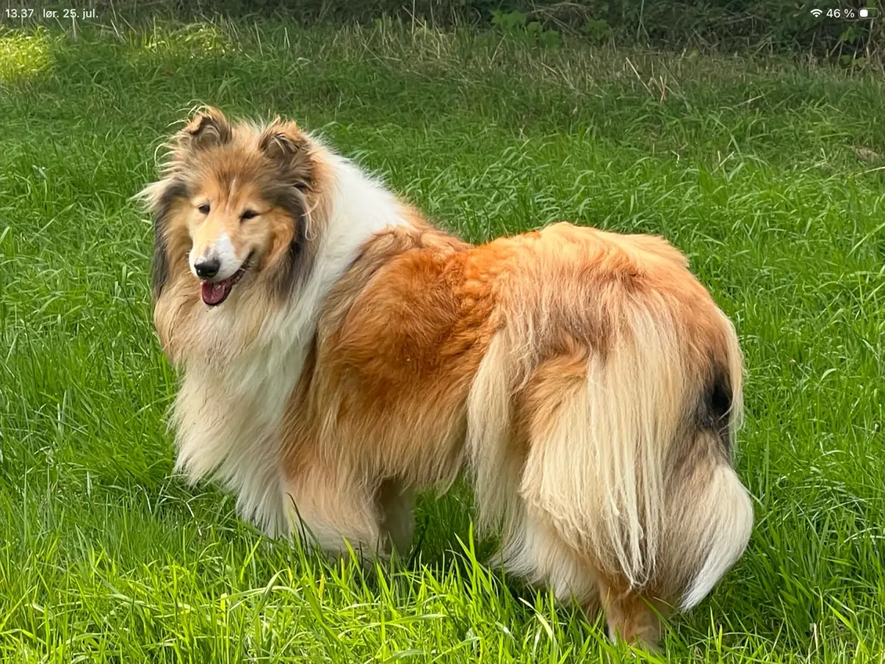 Billede 3 - Colliehvalpe