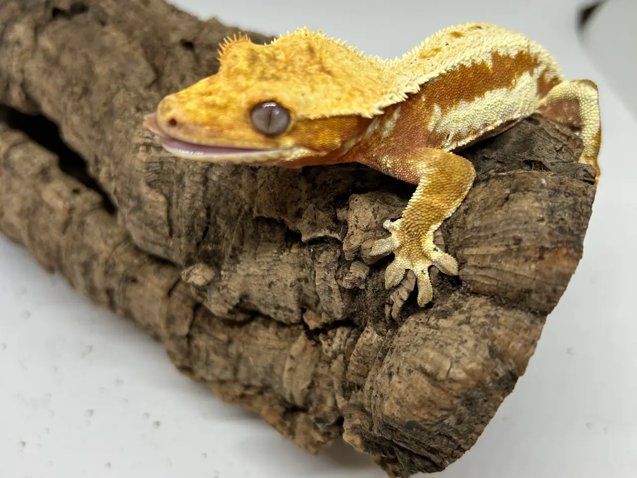 Billede 8 - Lilly White kronegekko han