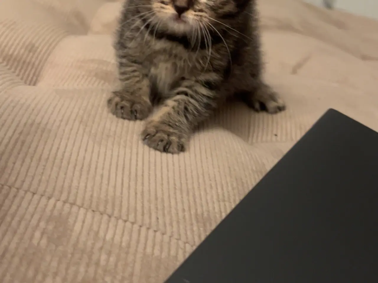 Billede 2 - 4 British shorthair søger ny familie