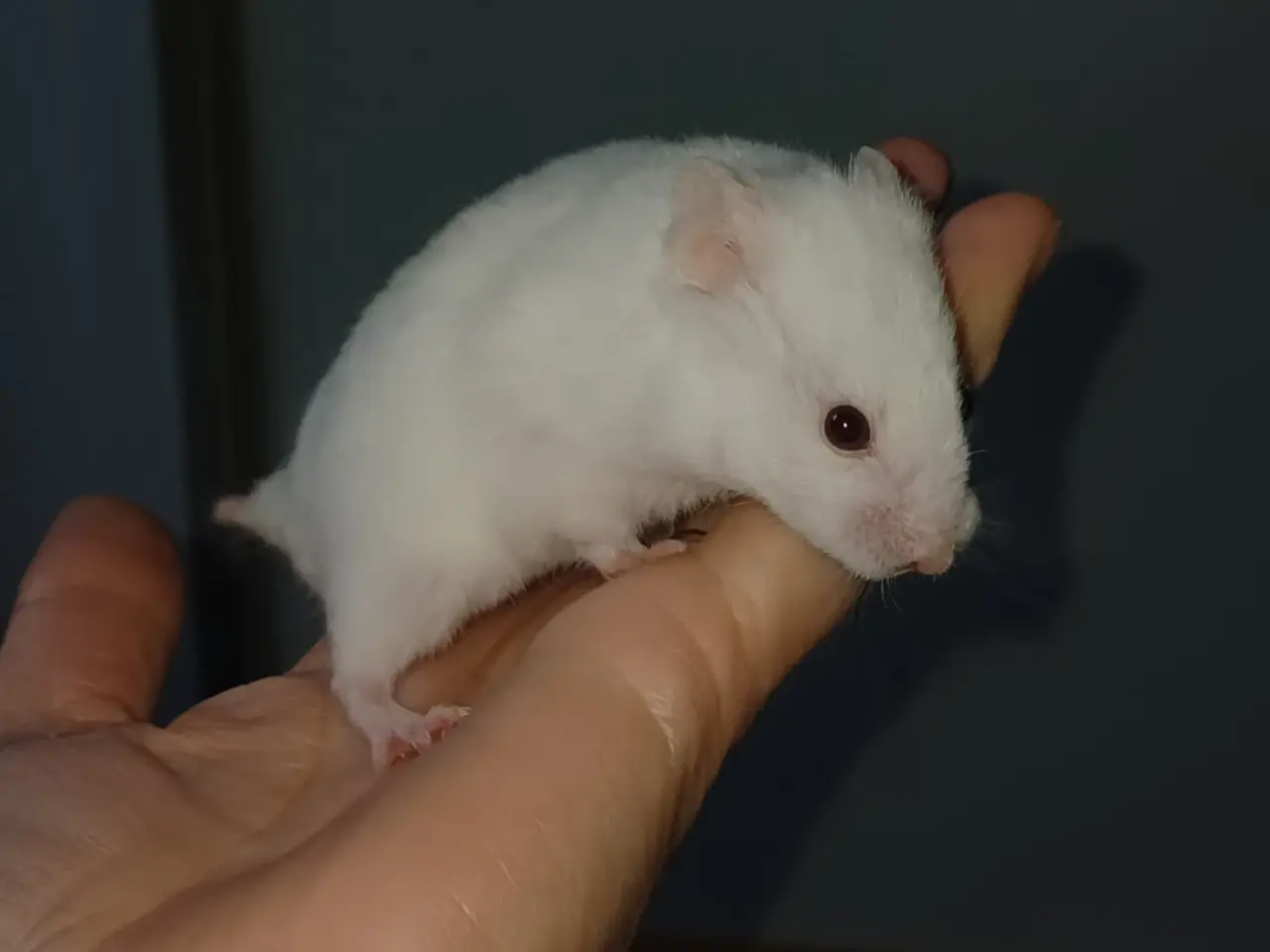 Billede 11 - Guldhamster unger (korthårede)