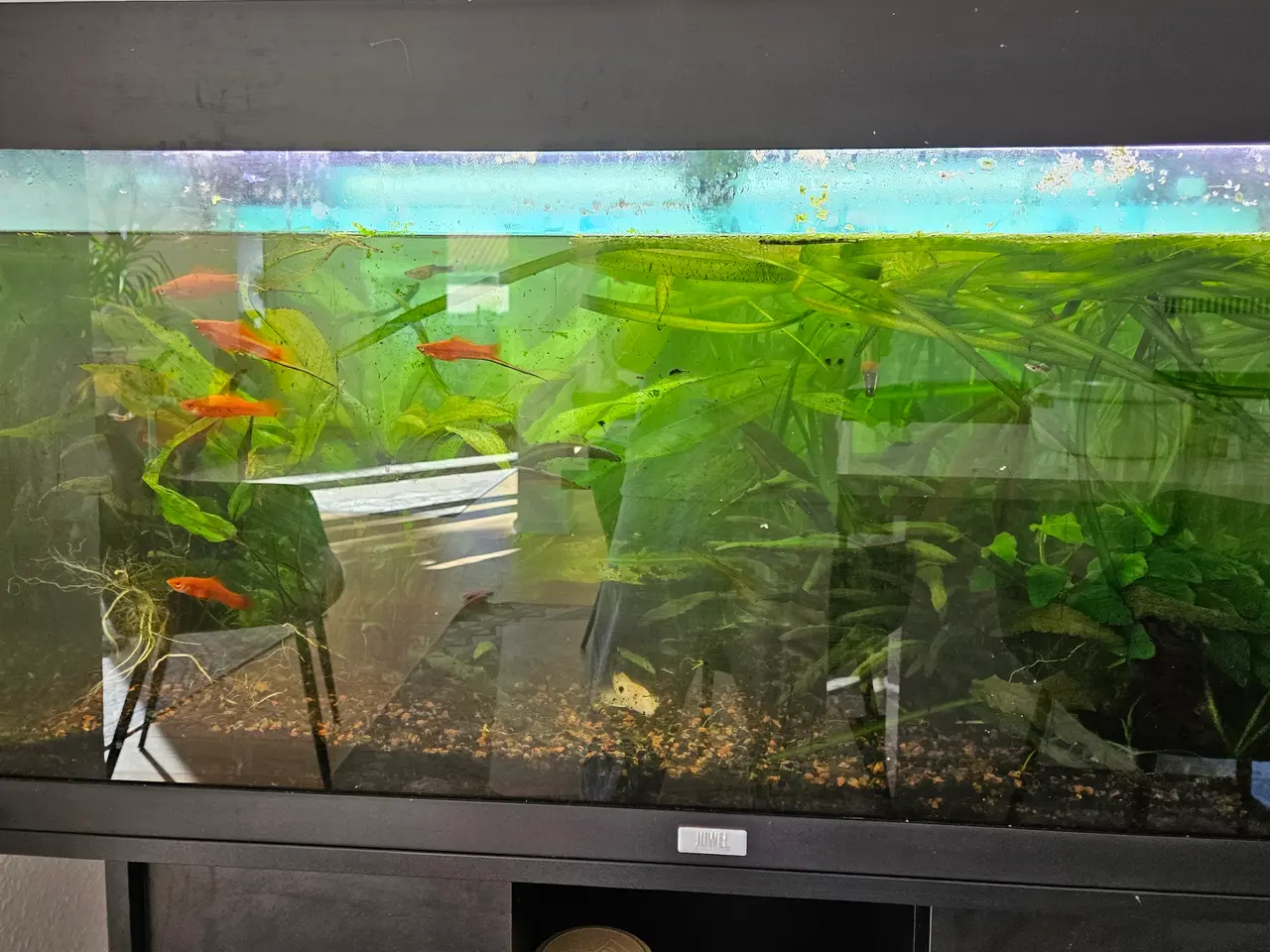Billede 4 - 90 liter akvarie tømt 24-08-2026