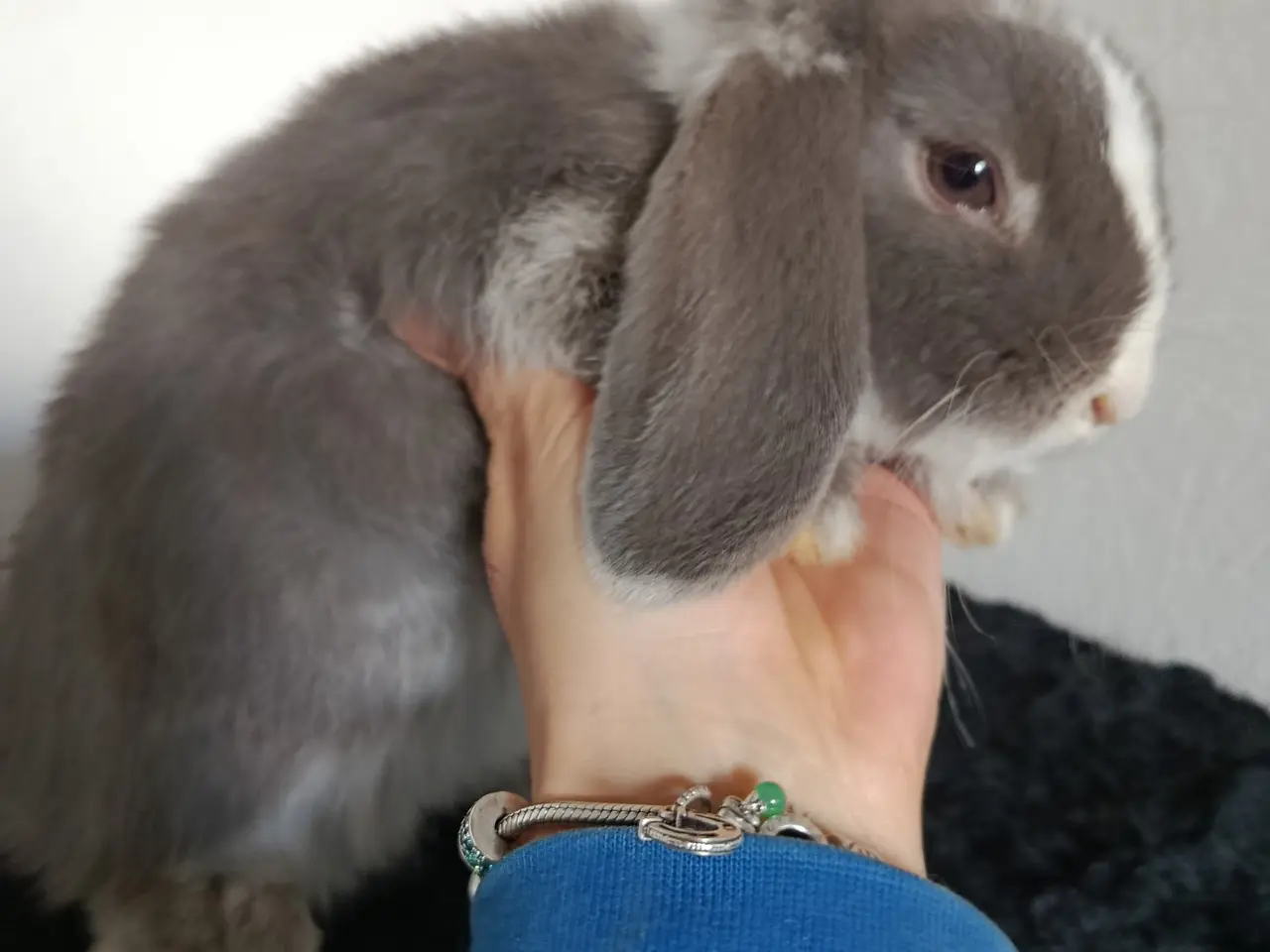 Billede 2 - Smuk Mini Lop