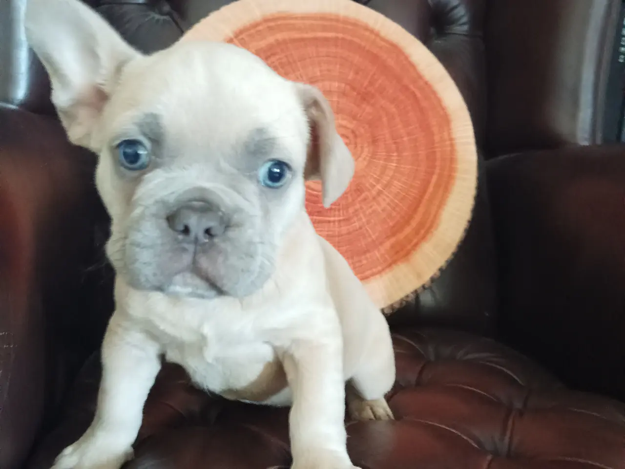 Billede 8 - Hundehvalpe søger nye hjem