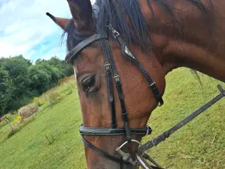 fint hest til salg 