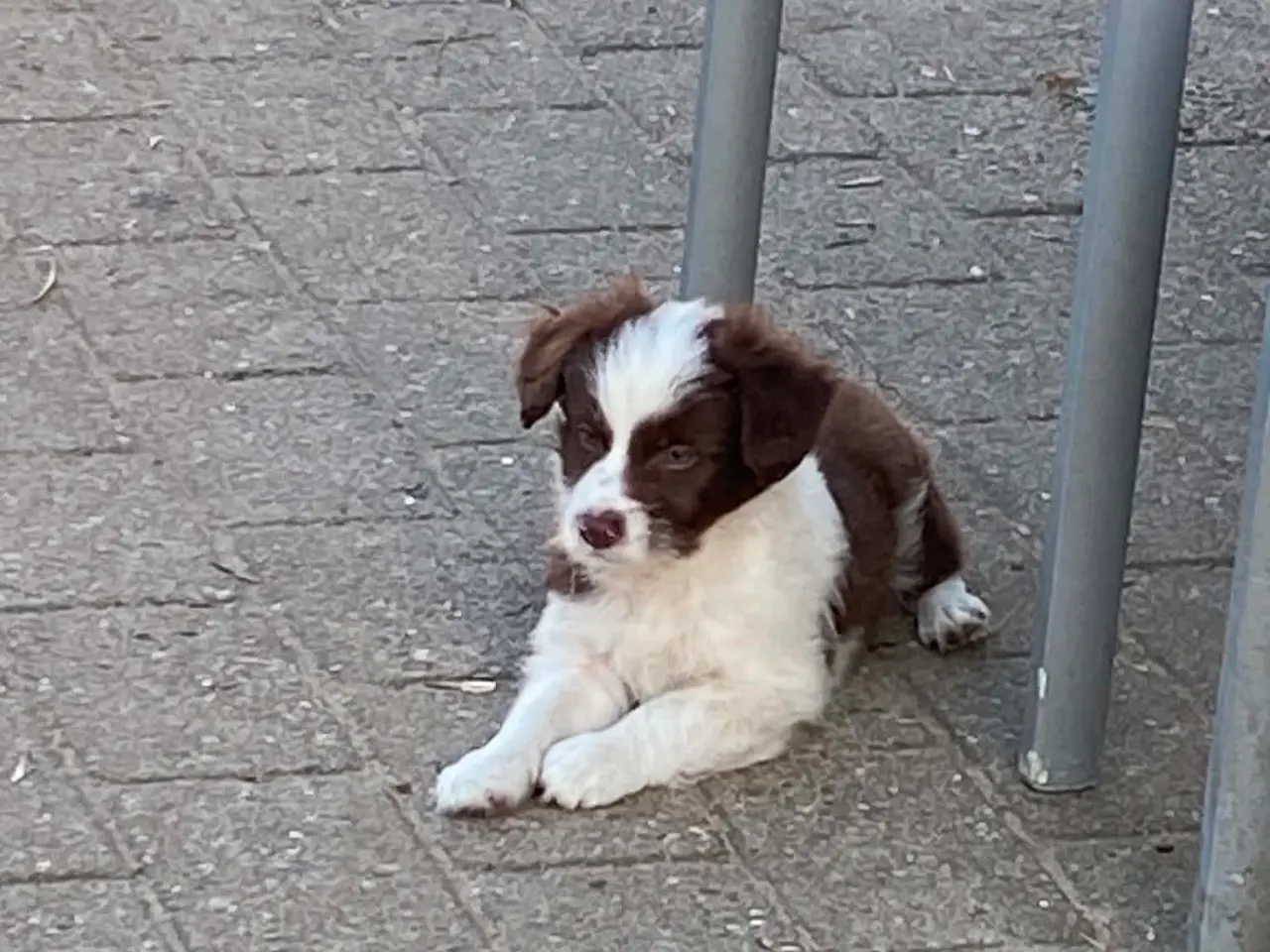 Billede 4 - Dejlig familiehund