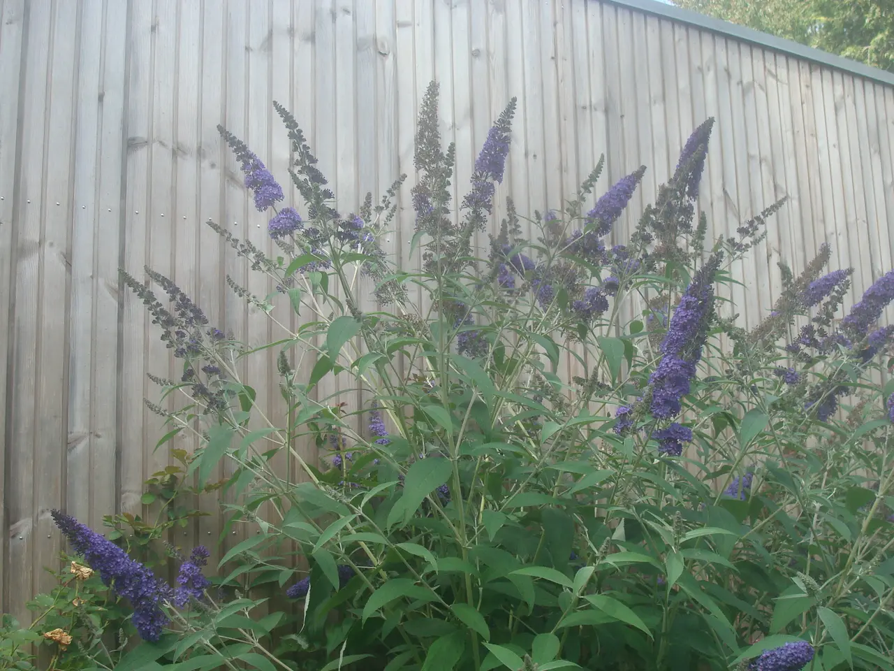 Billede 4 - Sommerfuglebuske - fra 30 - 80 cm, gode planter