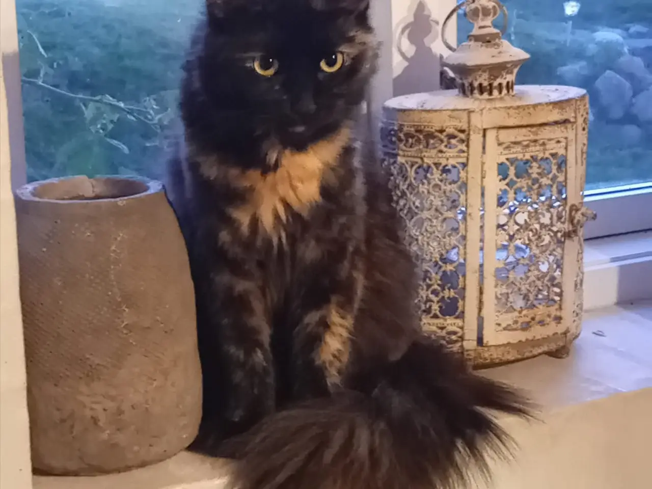 Billede 10 - Maincoon/Norsk skovkat killinger