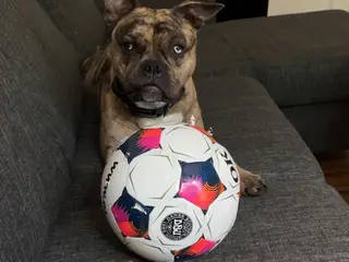 Staffordshire bullterrier / fransk bulldog
