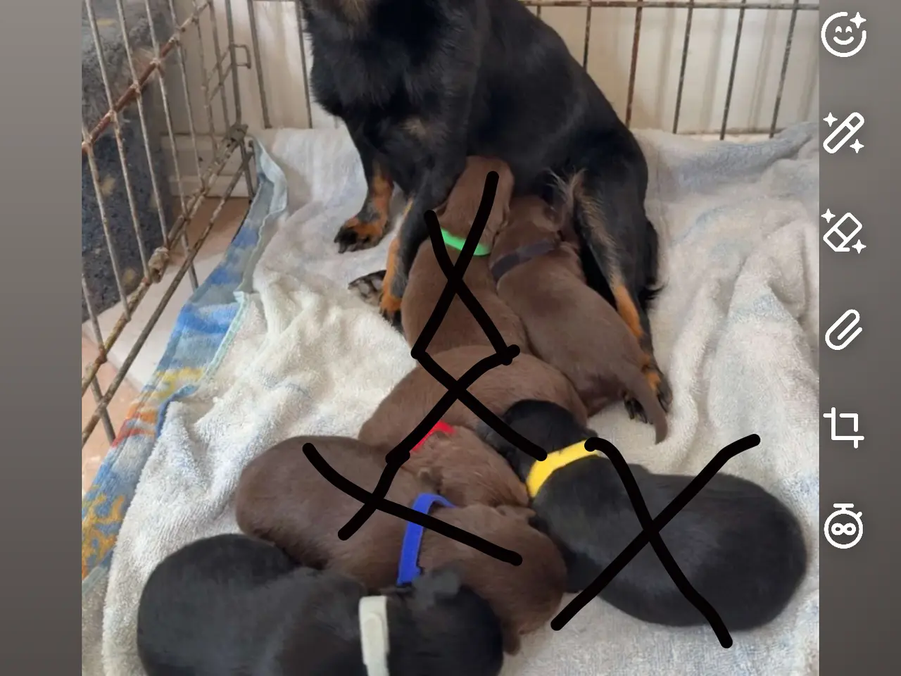 Billede 5 - Chihuahua tæve 