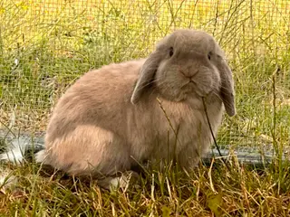 Supertam han minilop på 1 år (med afkomsattest)