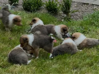 Colliehvalpe