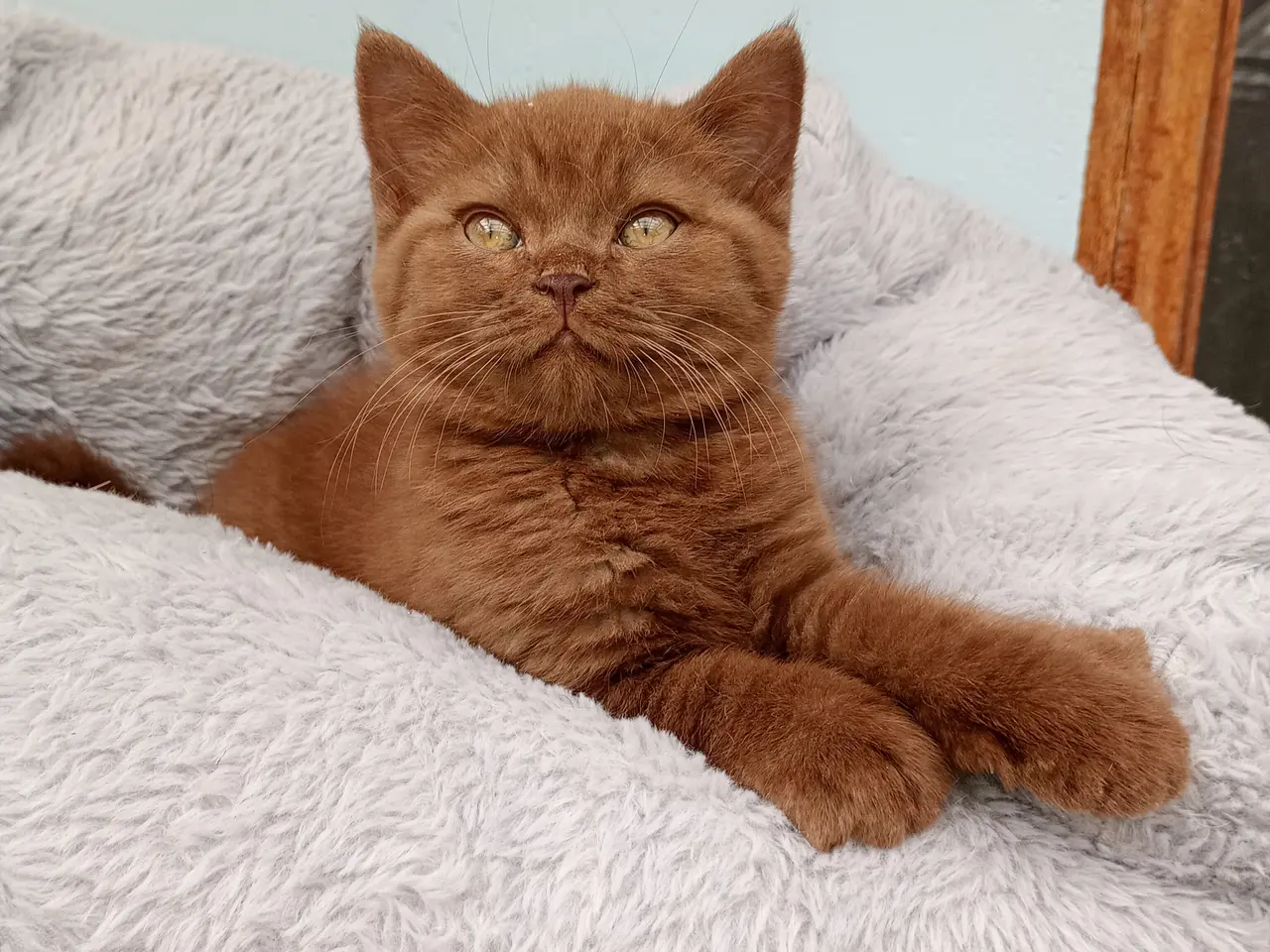 Billede 1 - Selkirk rex dreng søger nyt hjem