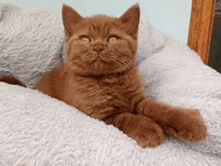 Selkirk rex dreng søger nyt hjem