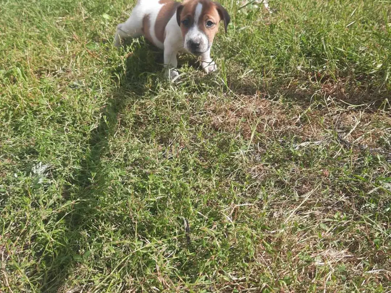 Billede 2 - Jack russel terriere