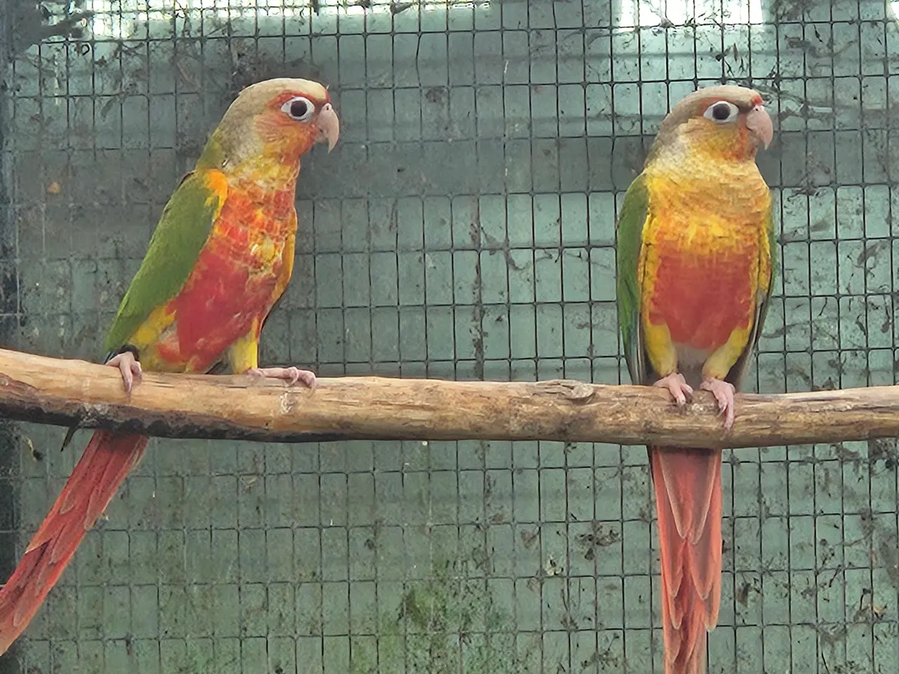 Billede 4 - Mutationer af Molina (grønkindet) conure