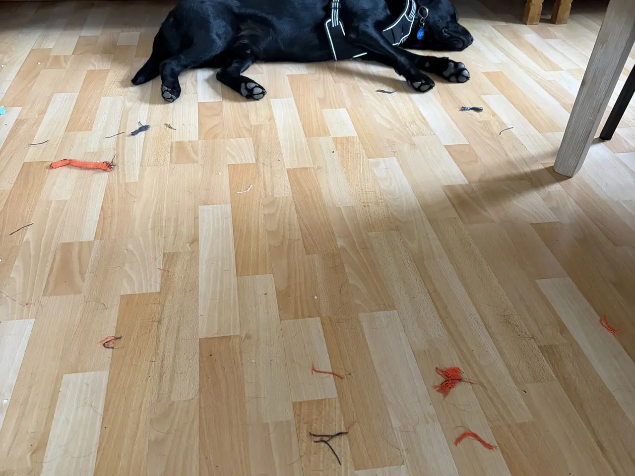 Billede 2 - Labrador 1 år sælges