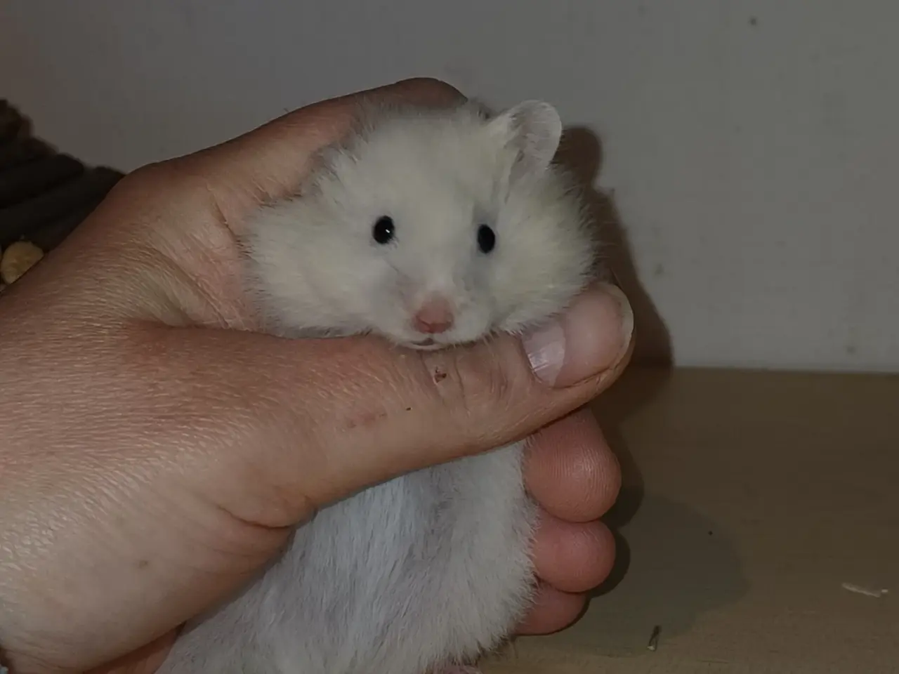 Billede 12 - Guldhamster unger