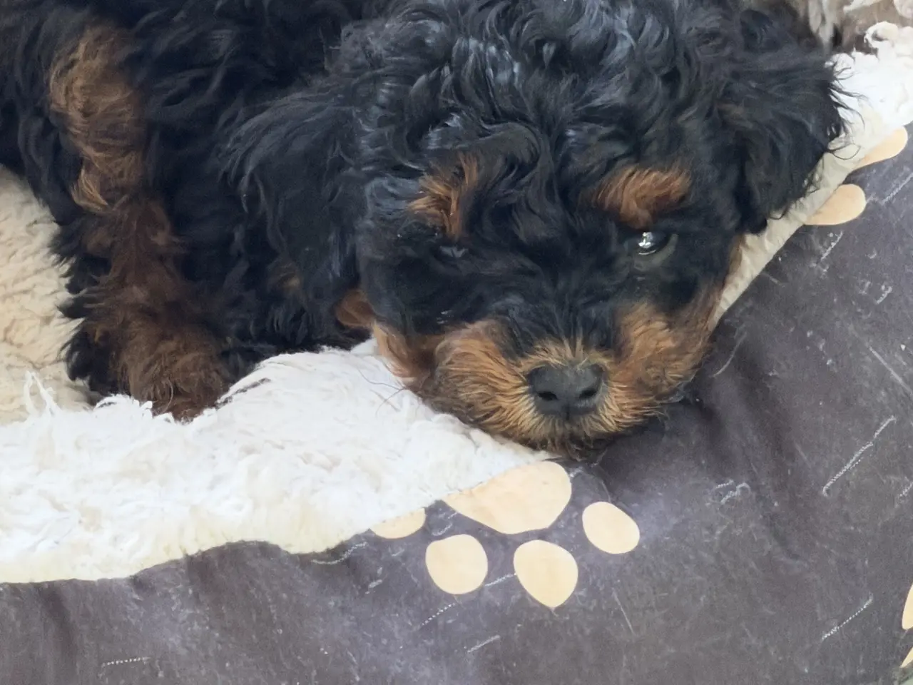 Billede 3 - Cavapoo 2 smukke Prinsesser ❤️