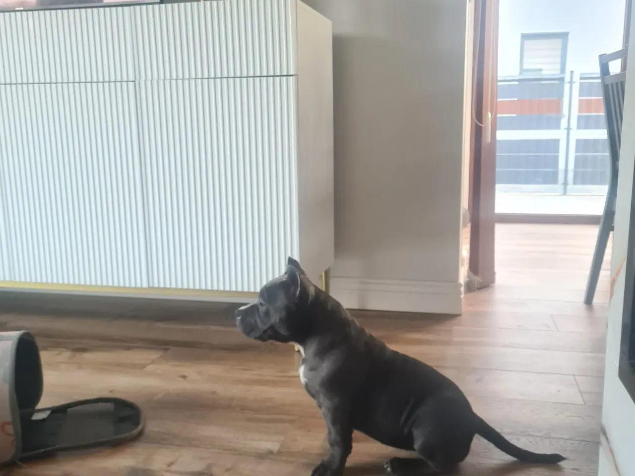 Billede 7 - American Bully Pocket abkc
