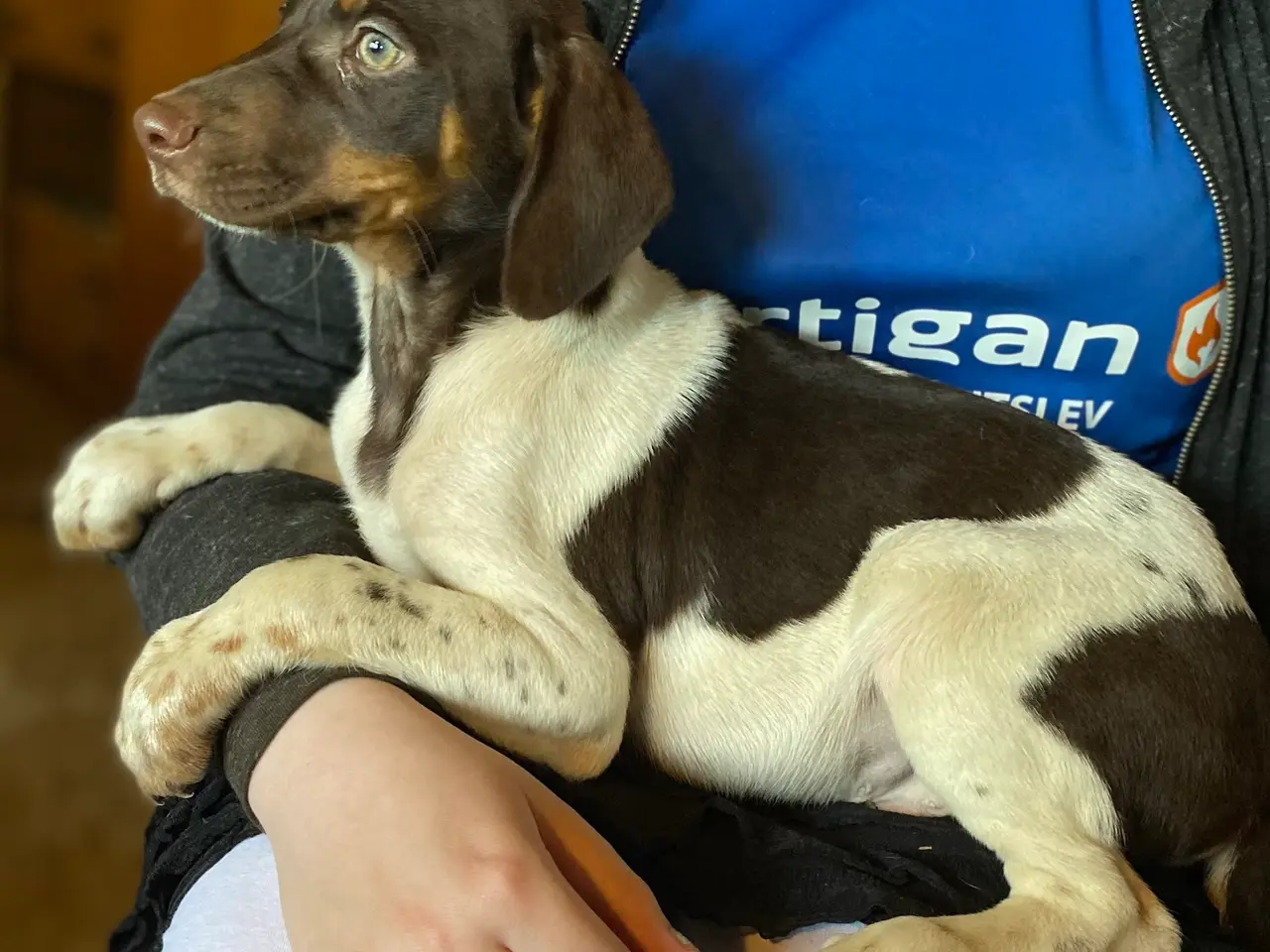 Billede 11 - Hundehvalpe Dansk/svenskgårdhunde