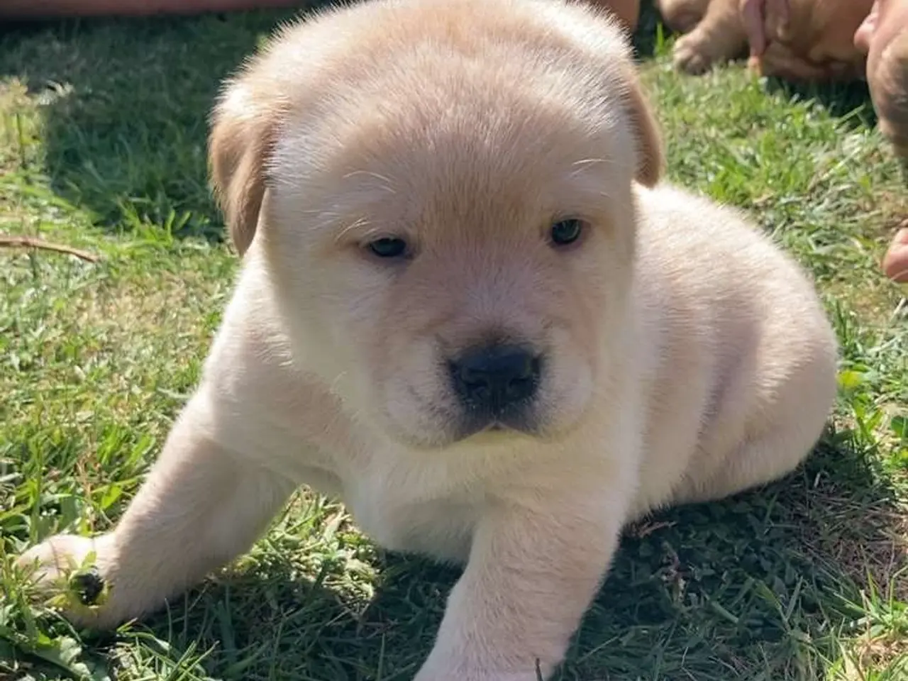 Billede 6 - Blandings Hvalpe 3/4 labrador 1/4 chow chow