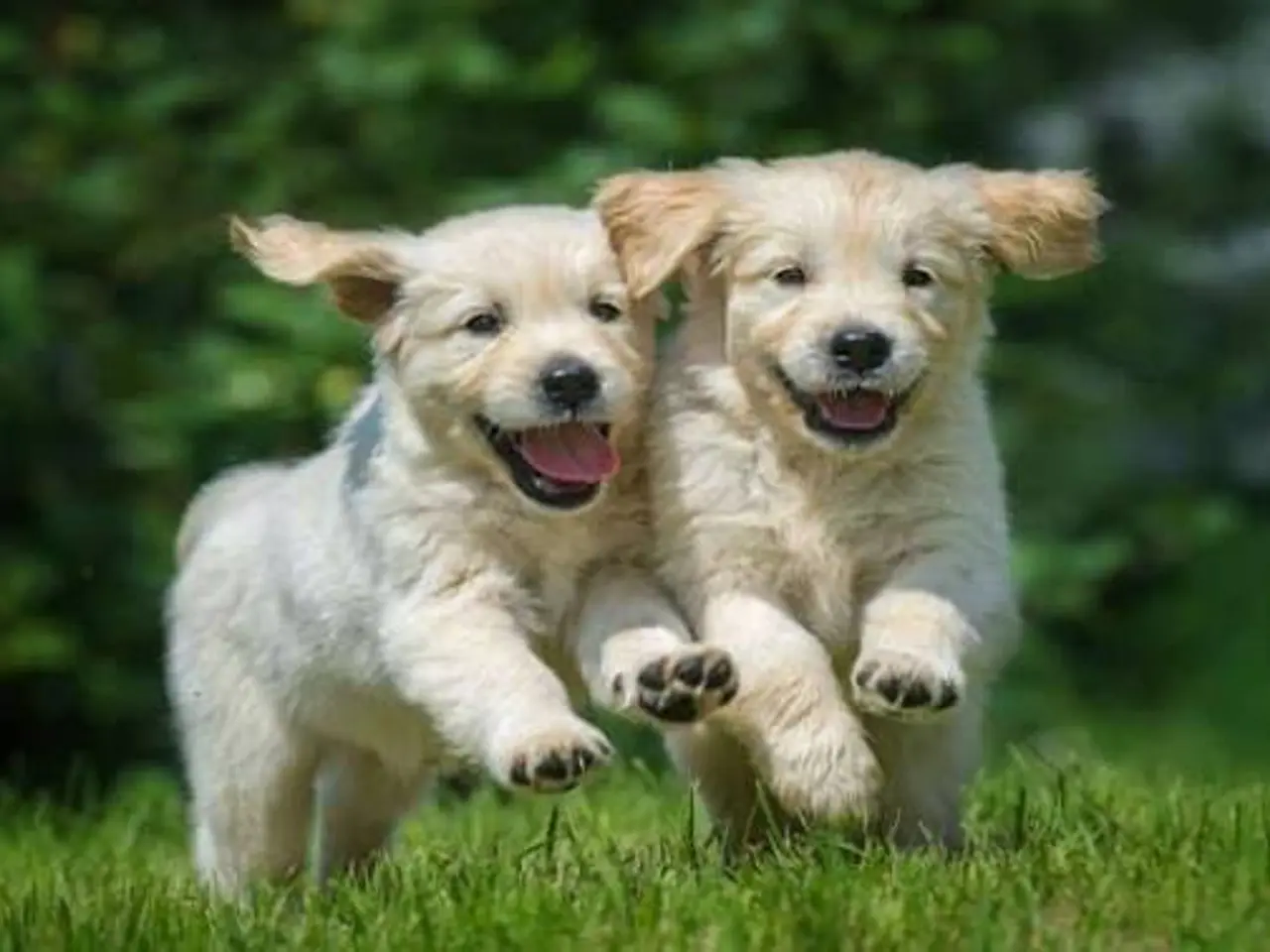 Billede 1 - Søger hvalp 🐶 