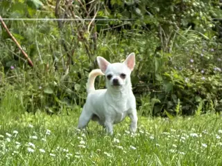 DKK Chihuahua 
