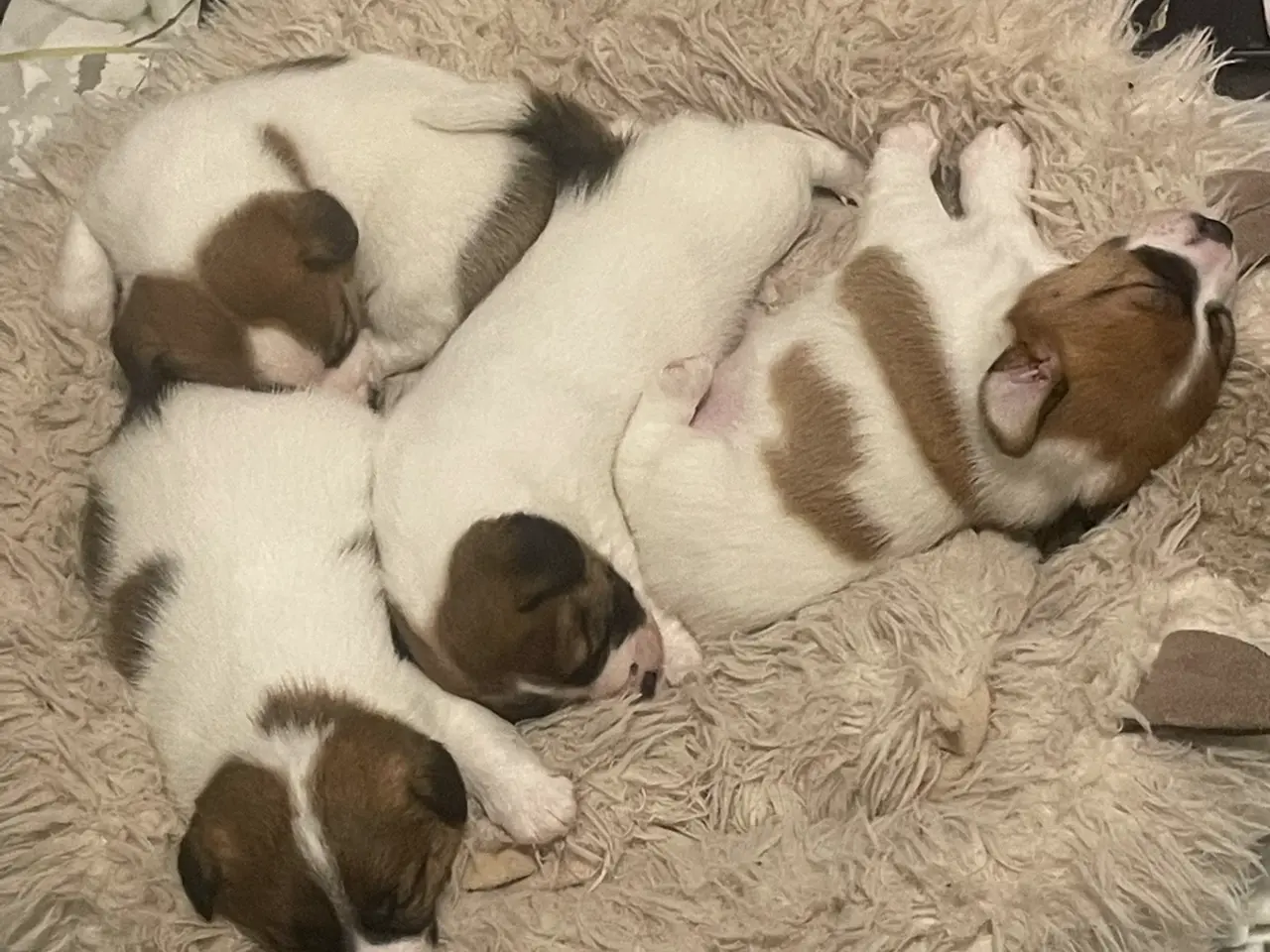 Billede 5 - Jack Russell Hvalp - Glathåret - DKK stamtavle 