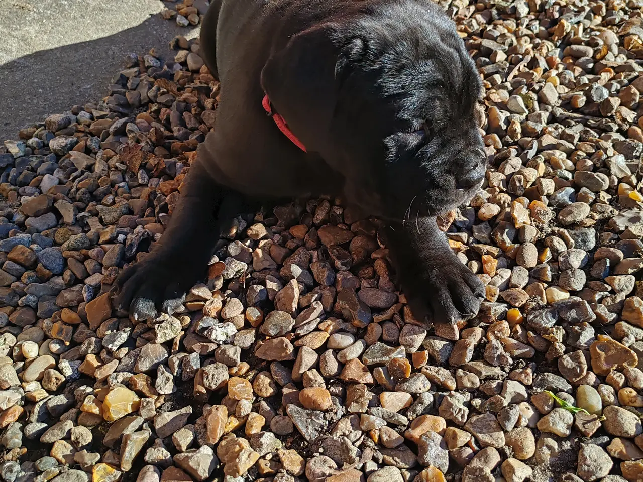 Billede 5 - Cane Corso