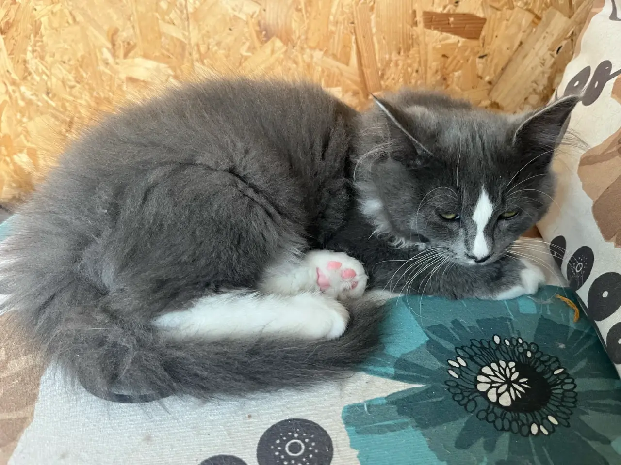Billede 5 - Maine coon/norsk skovkat-hellig Birma 🩵