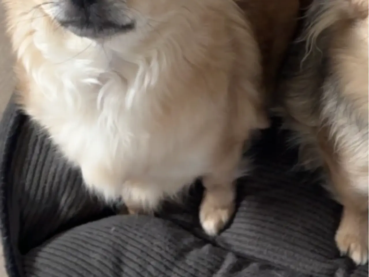 Billede 7 - Chihuahua/pomeranian han hvalp