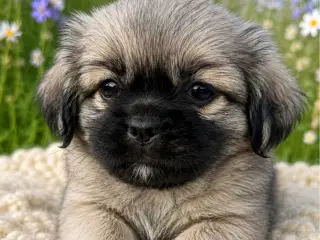 Tibetanske Spaniel hvalpe