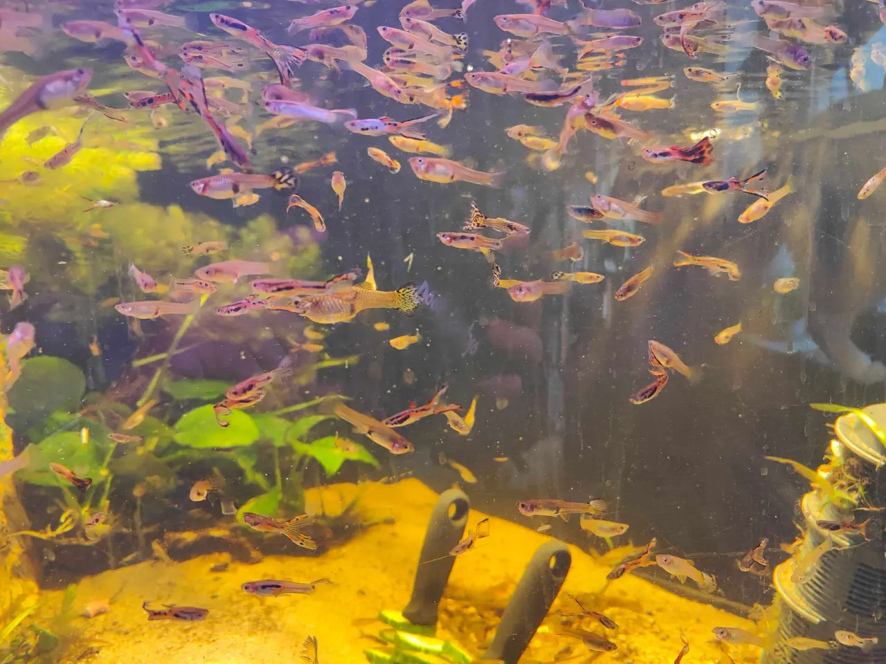 Billede 1 - Guppy