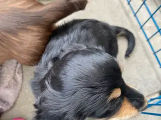 Langhåret dværggravhund hvalp 9 uger
