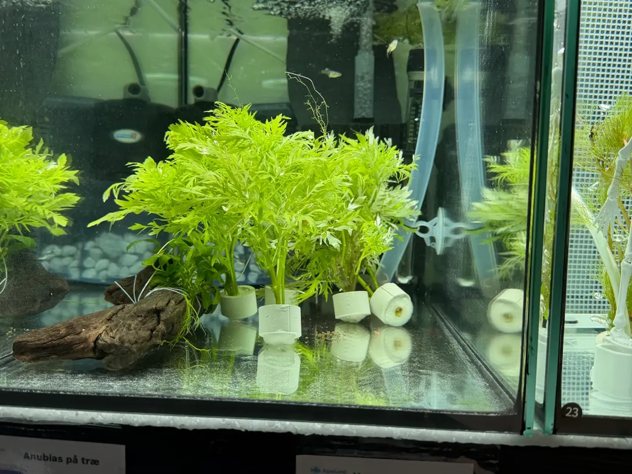 Billede 4 - Super flotte akvarieplanter fra 10kr.