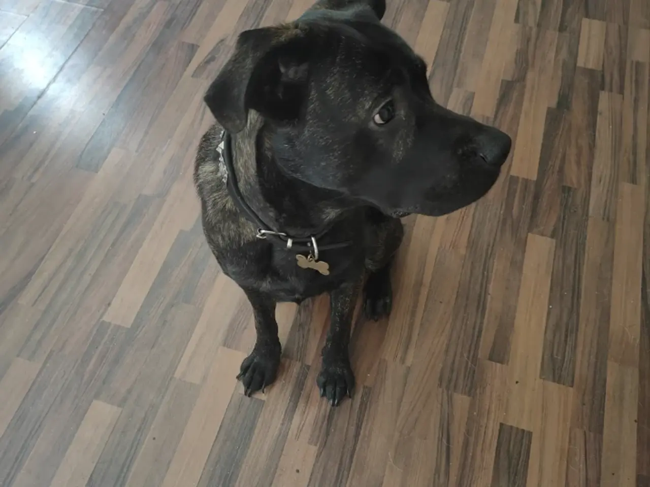 Billede 4 - Skønne jack cane Corso/schæfer blanding
