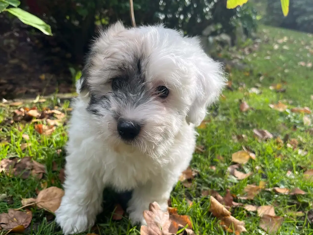 Billede 8 - Coton de tulear hvalpe
