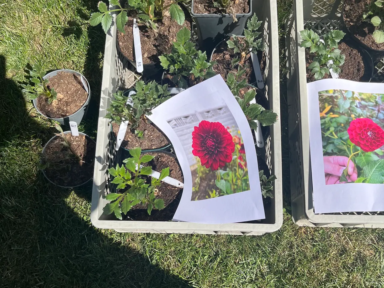 Billede 4 - Dahlia/georginer - forspiret eller knolde