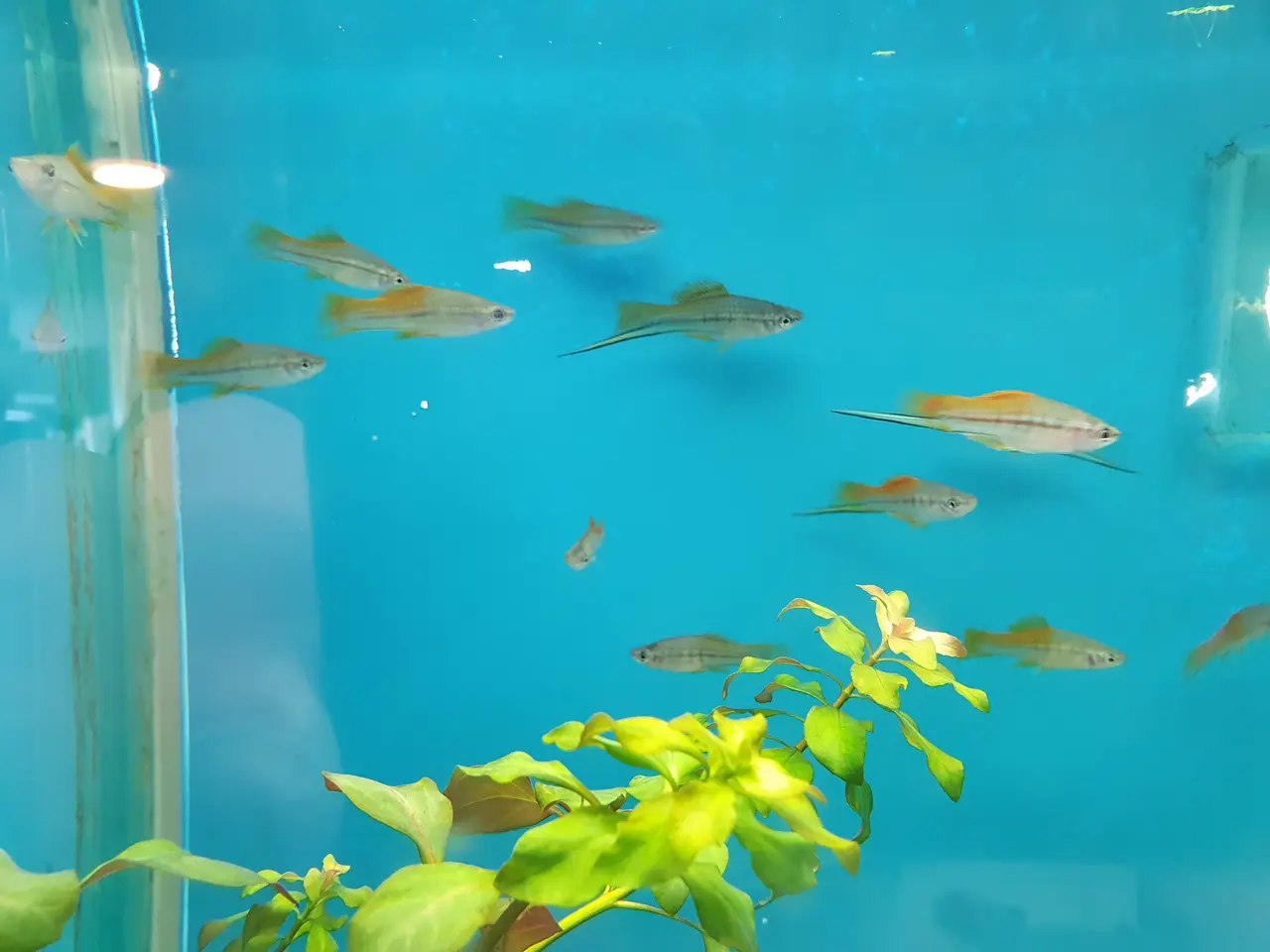 Billede 5 - 🧡🐟 MARIGOLD SVÆRDDRAGER TIL SALG 🐟🧡