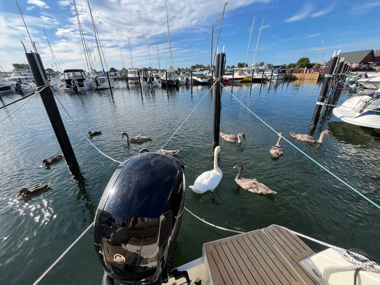 Billede 8 - Quicksilver Activ 675 Cruiser med Mercury 150 HK F