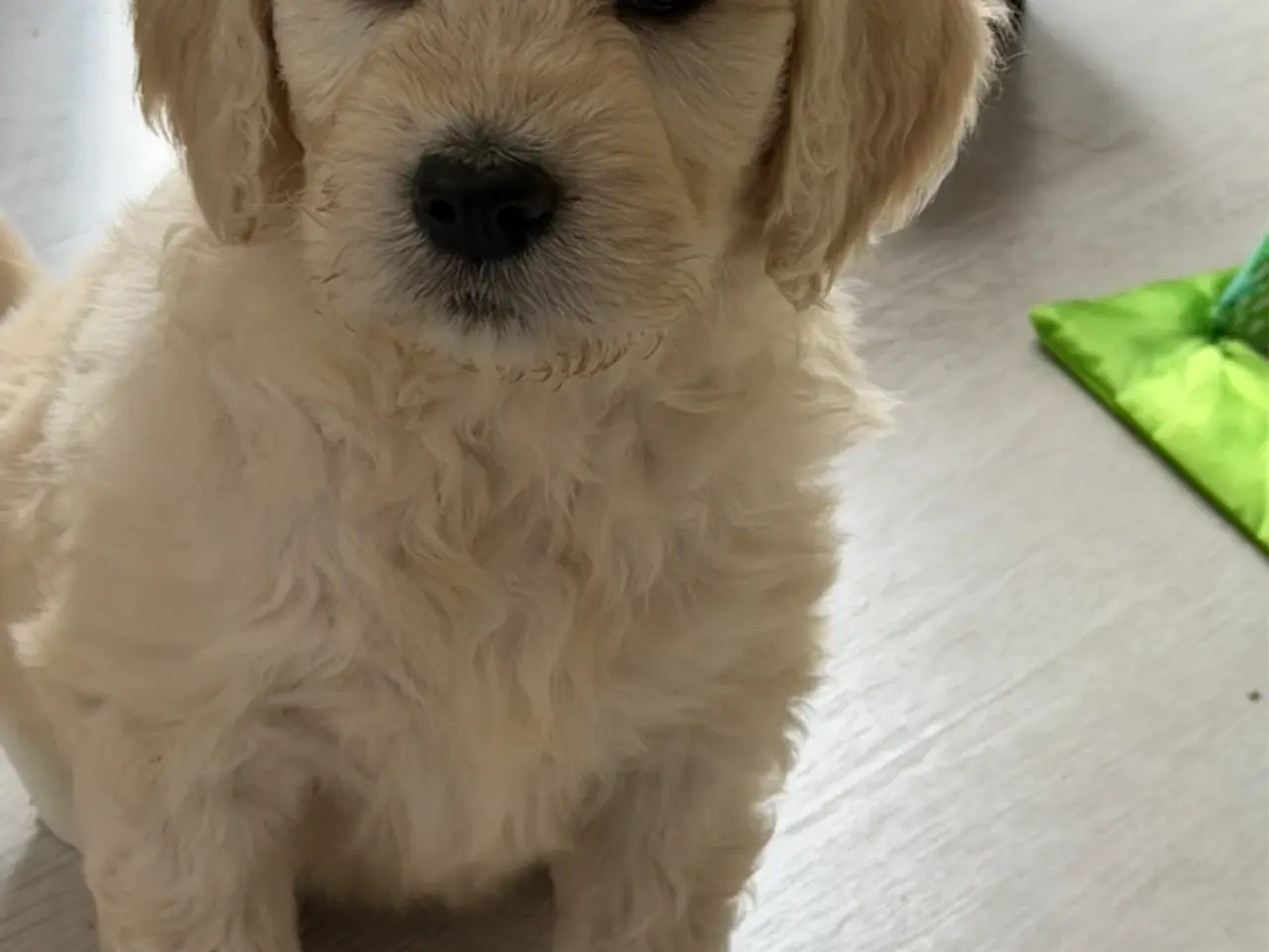Billede 2 - Efterårstilbud på smukke FB1 Golden doodles