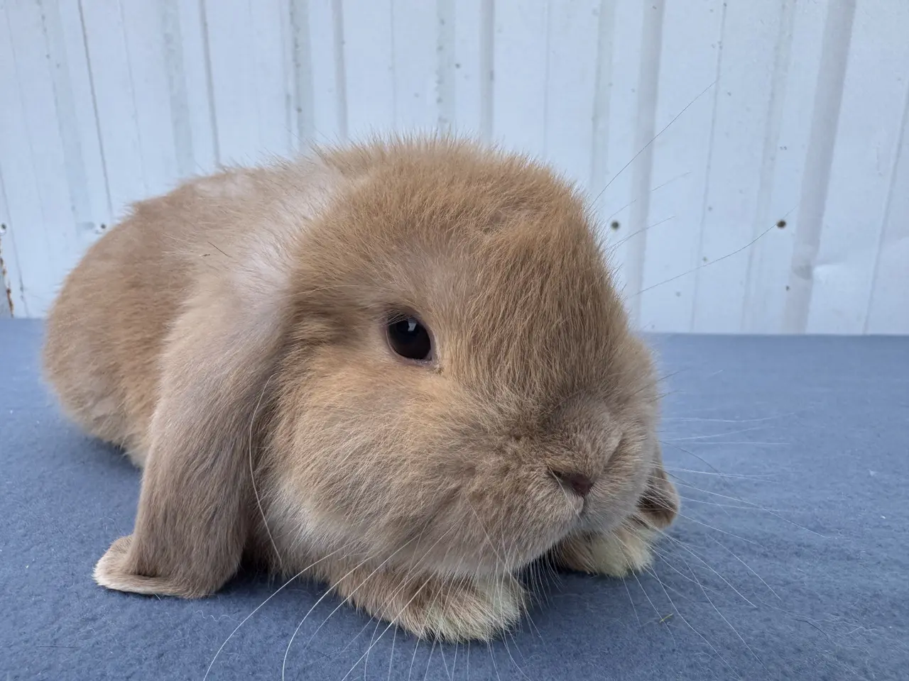 Billede 3 - Mini lop hankanin 