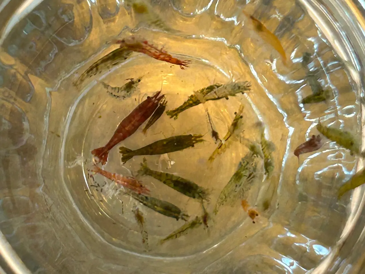 Billede 3 - 🦐 Neocaridina rejer – blandede 5stk | GLS