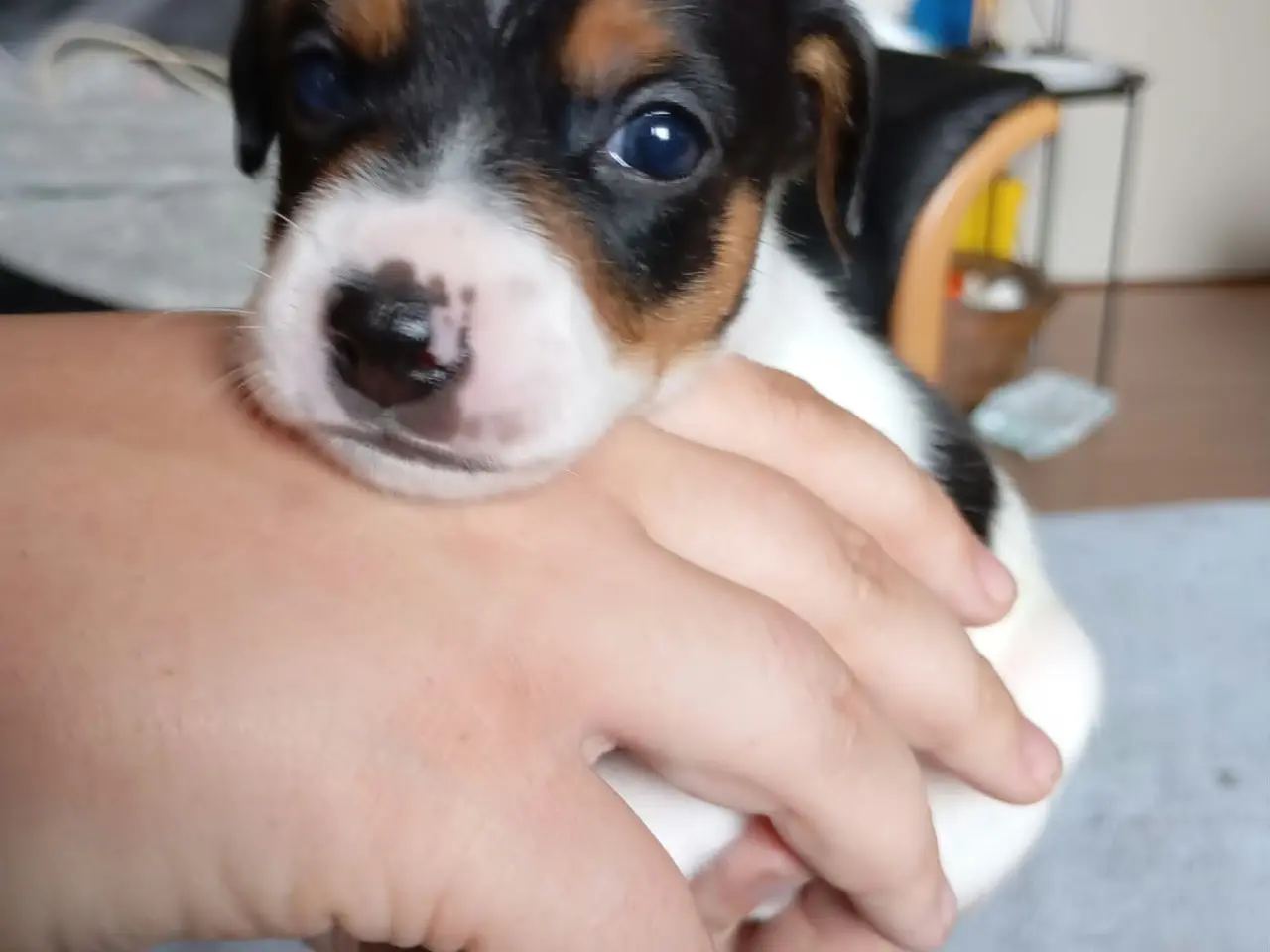 Billede 9 - Ðansk svensk gårdhunde hvalpe