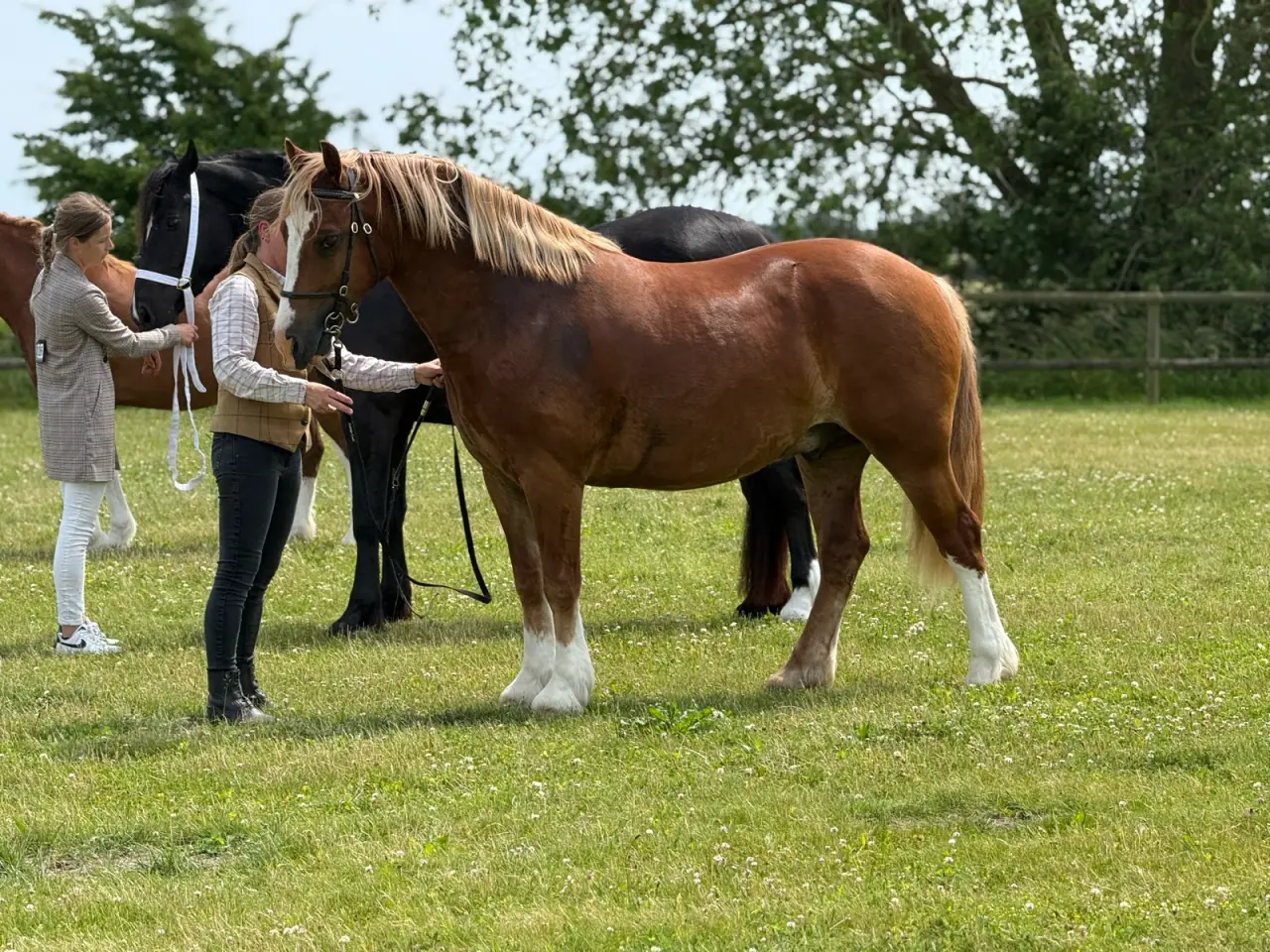 Billede 3 - Welsh cob vallak 