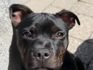 Nemo søger nyt blivende hjem🐶