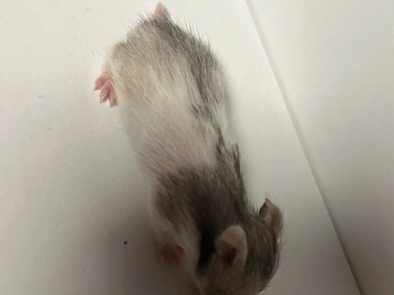 Billede 14 - Guldhamster unger