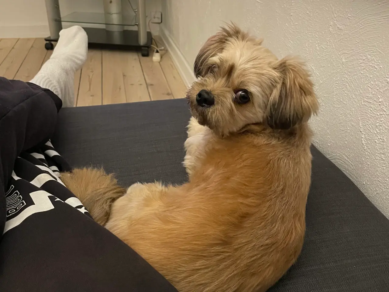 Billede 1 - Lille hund