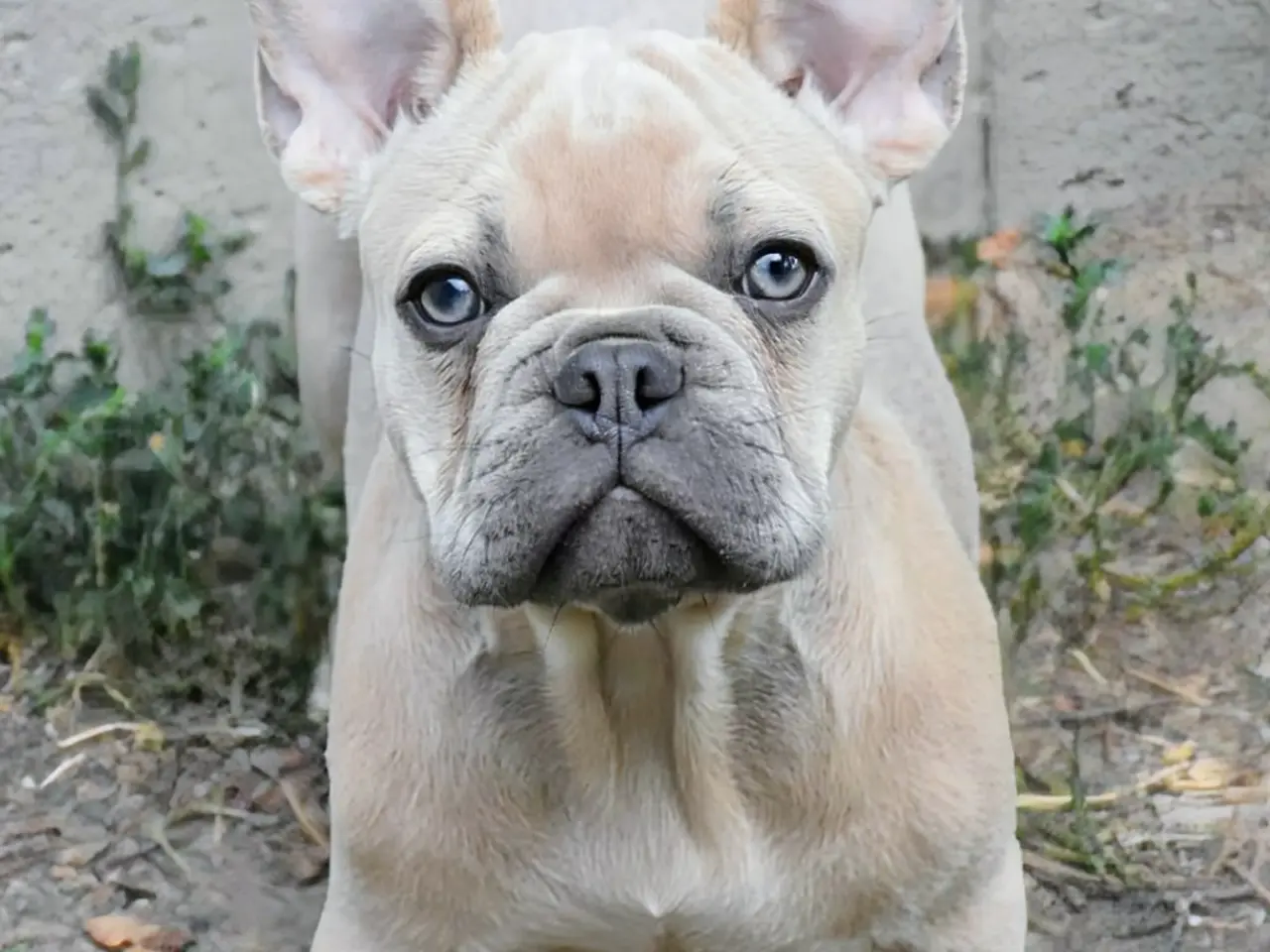 Billede 1 - 1 chokolade fawn Fransk bulldog hvalp.
